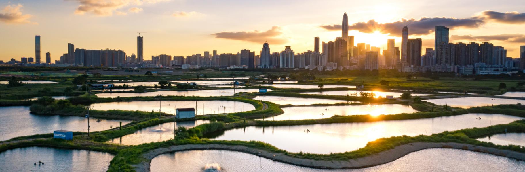 Potential role of Nature-Based Infrastructure (NBI) in sustainable cities